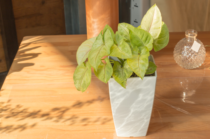 lawn care lawn maintenance